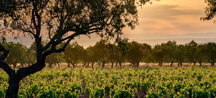 la tierra del rioja